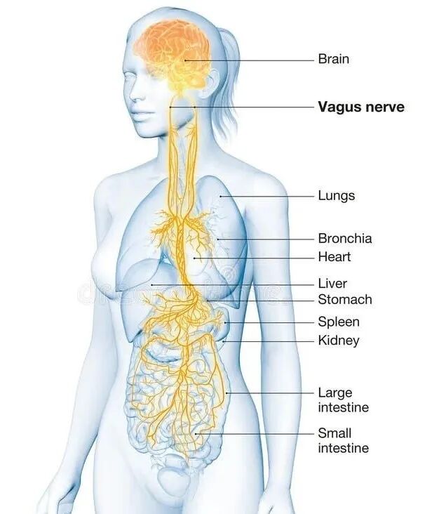 Vagus Nerve Stock Illustrations – 258 Vagus Nerve Stock Illustrations, Vectors & Clipart - Dreamstime